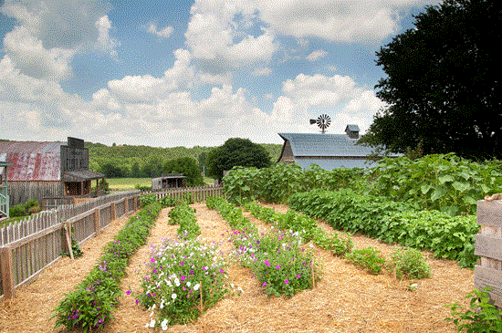 If there is room for a traditional vegetable garden, it’s a great esteem builder. Nothing beats row after of row of well-grown vegetables that stand tall in the noonday sun. Visitors can see the bounty at a glance.